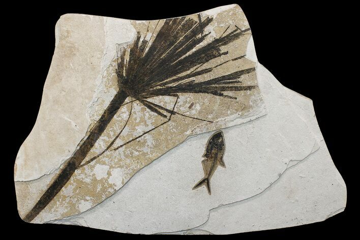 Wide Fossil Fish & Palm Mural - Green River Formation, Wyoming #174925